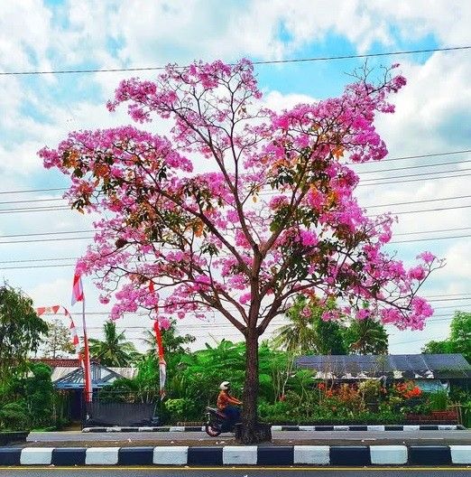 jual pohon tabebuya